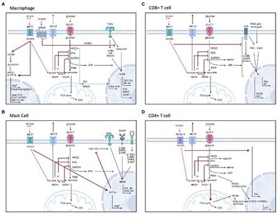 Lactate Is a Metabolic Mediator That Shapes Immune Cell Fate and Function